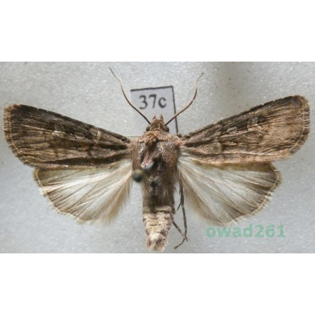 Euxoa nigricans (Linnaeus, 1761) Czech37c
